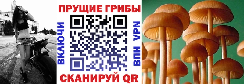 Галлюциногенные грибы прущие грибы  Тосно 